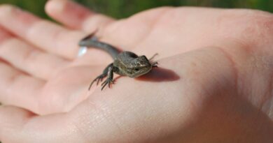 Lizard hand animal. A person holding a small lizard in their hand