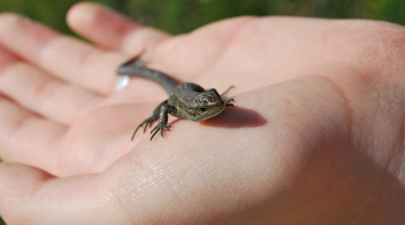 Lizard hand animal. A person holding a small lizard in their hand